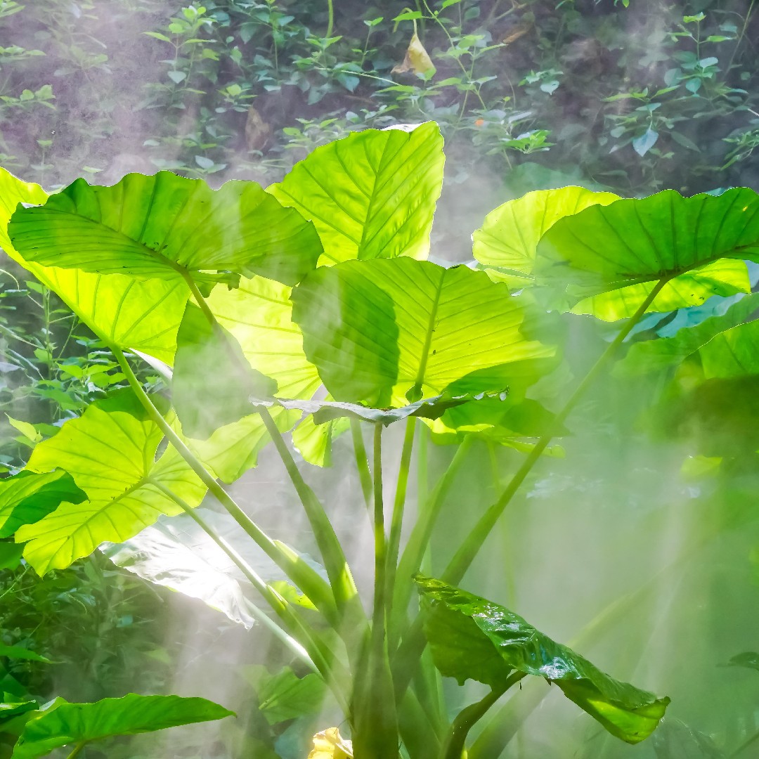 Alocasia macrorrhiza уход (почву, удобрение, обрезка) - PictureThis