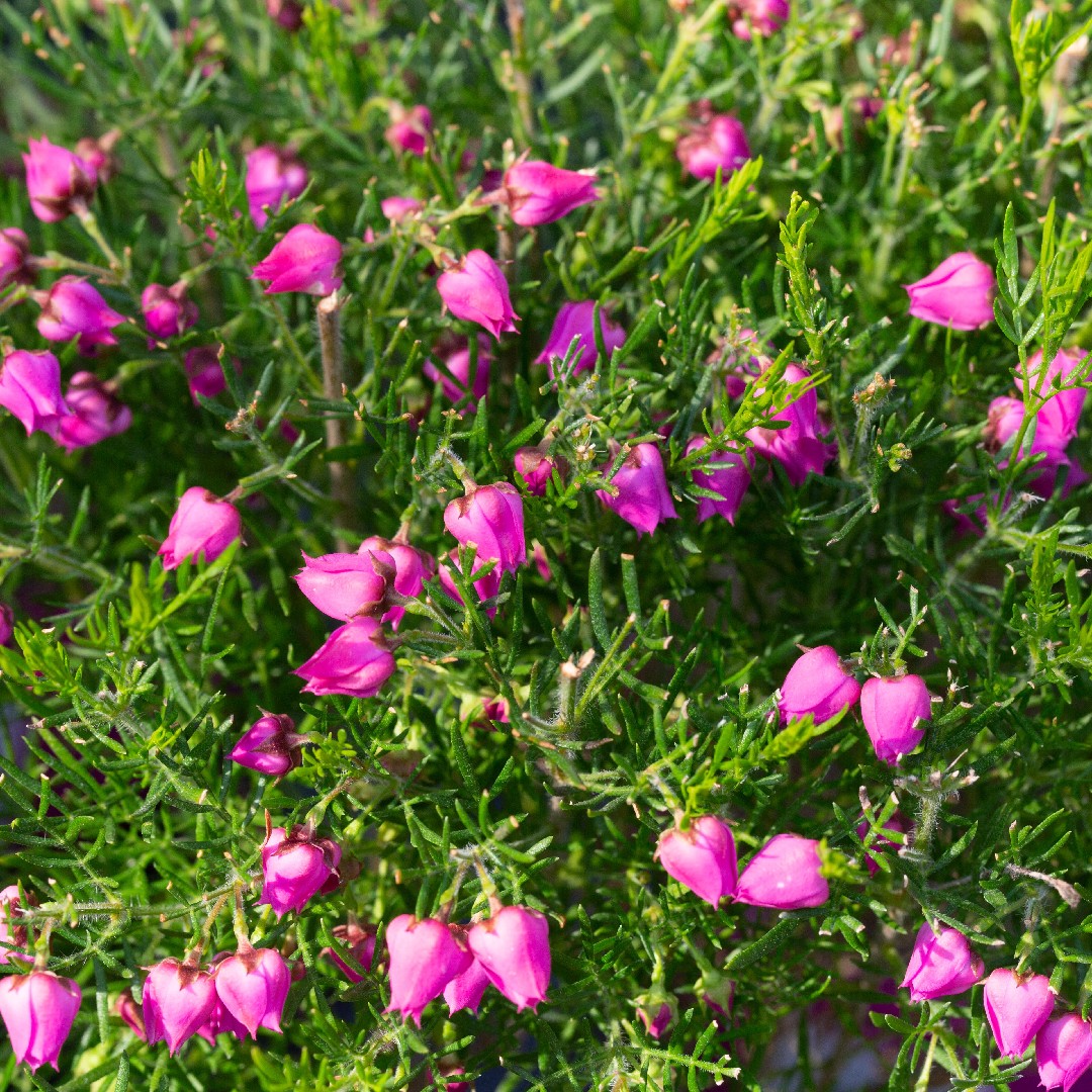 Boronia heterophylla уход (почву, удобрение, обрезка) - PictureThis