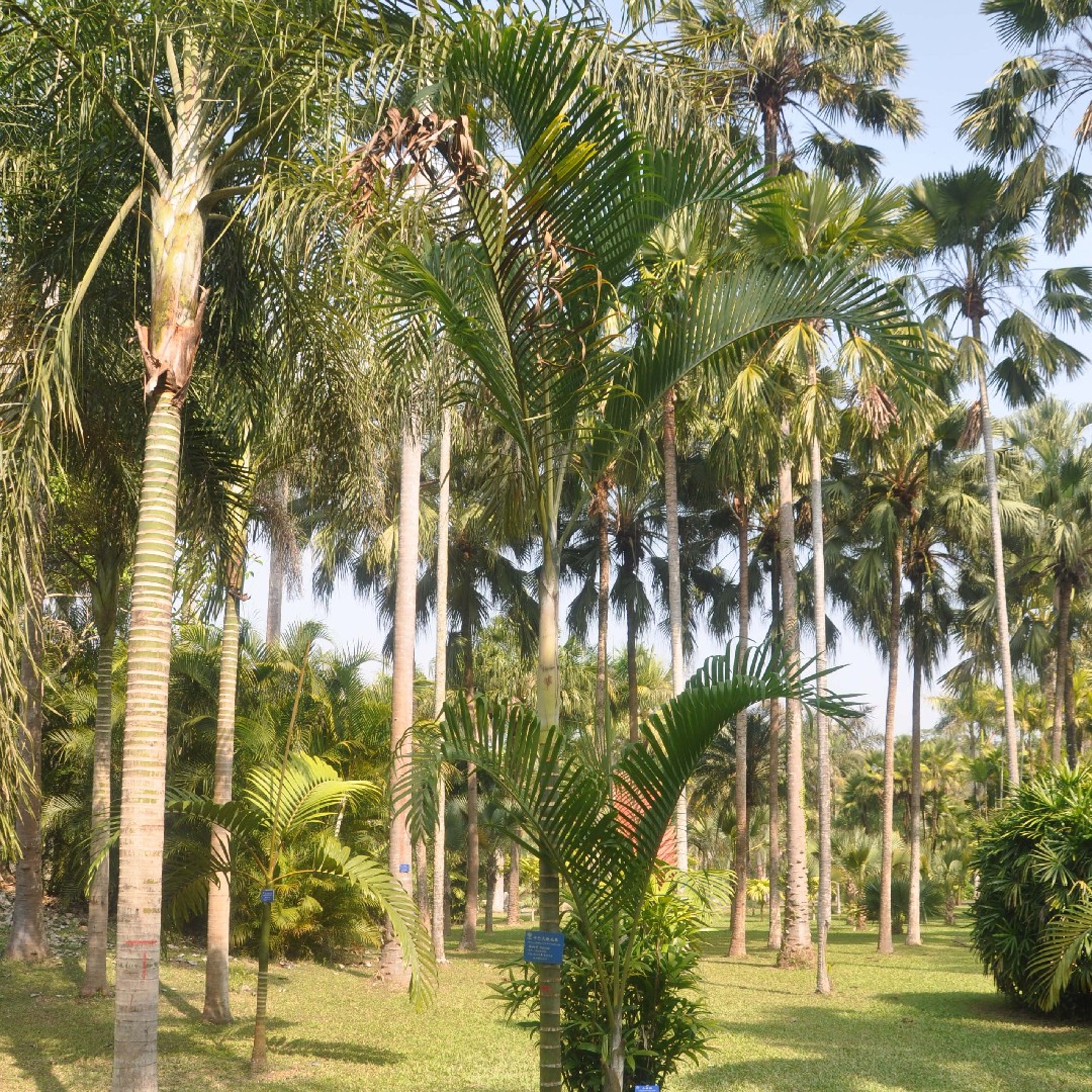 Cabada palm (Dypsis cabadae) Flower, Leaf, Care, Uses - PictureThis