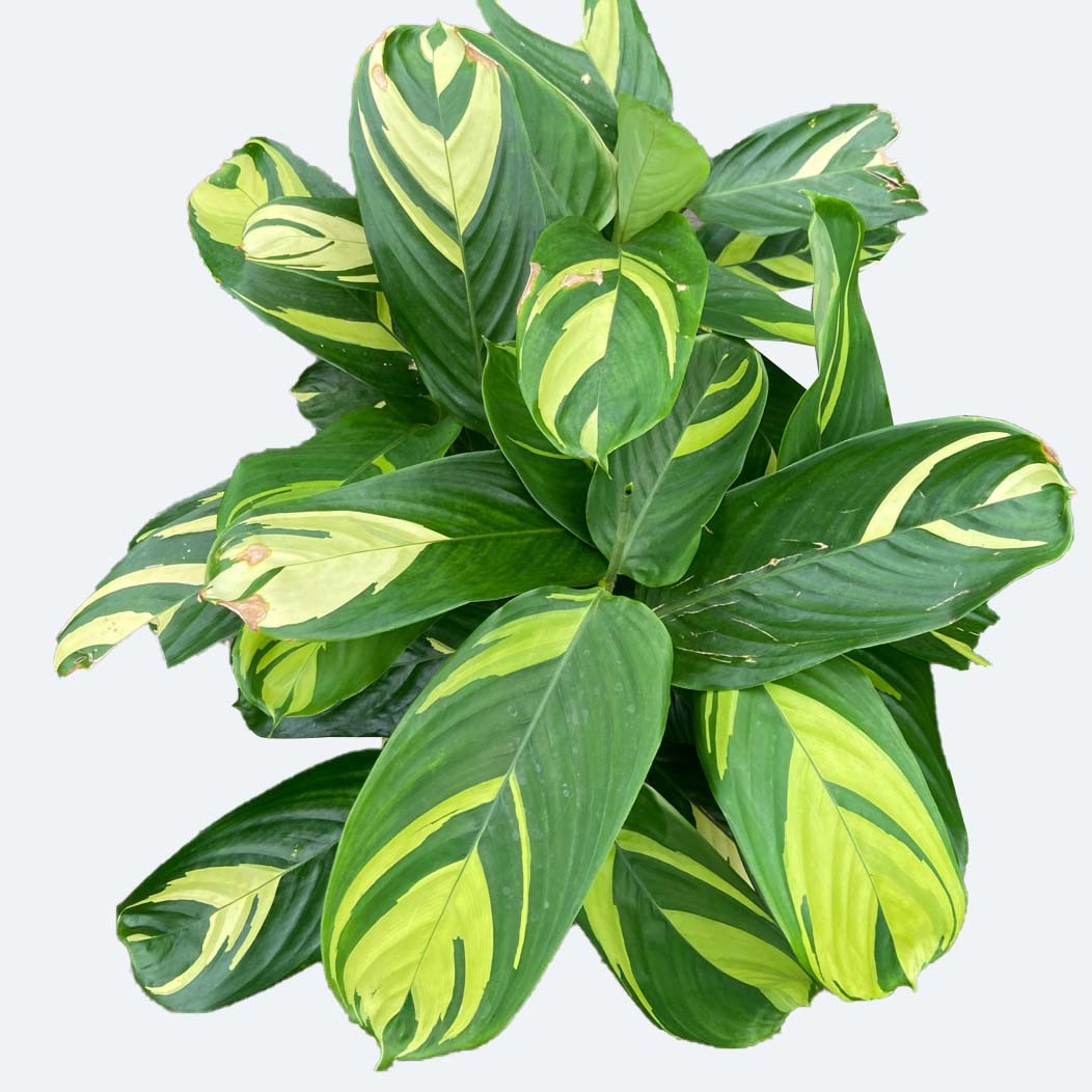 Ctenanthe lubbersiana - PictureThis