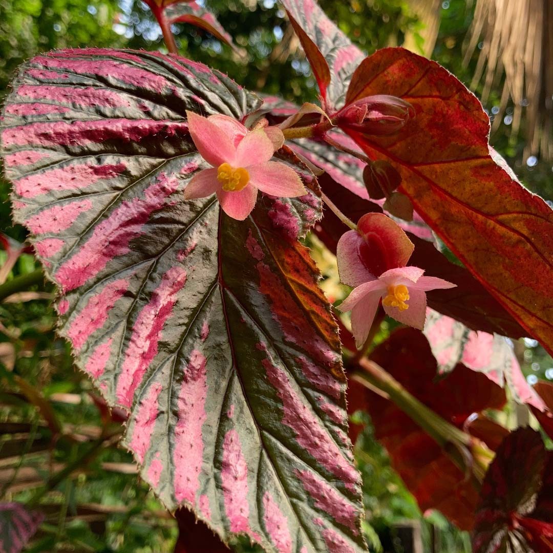 Begonia brevirimosa уход (почву, удобрение, обрезка) - PictureThis