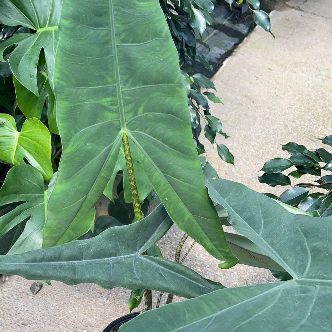 Alocasia zebrina 'Tigrina Superba' - PictureThis