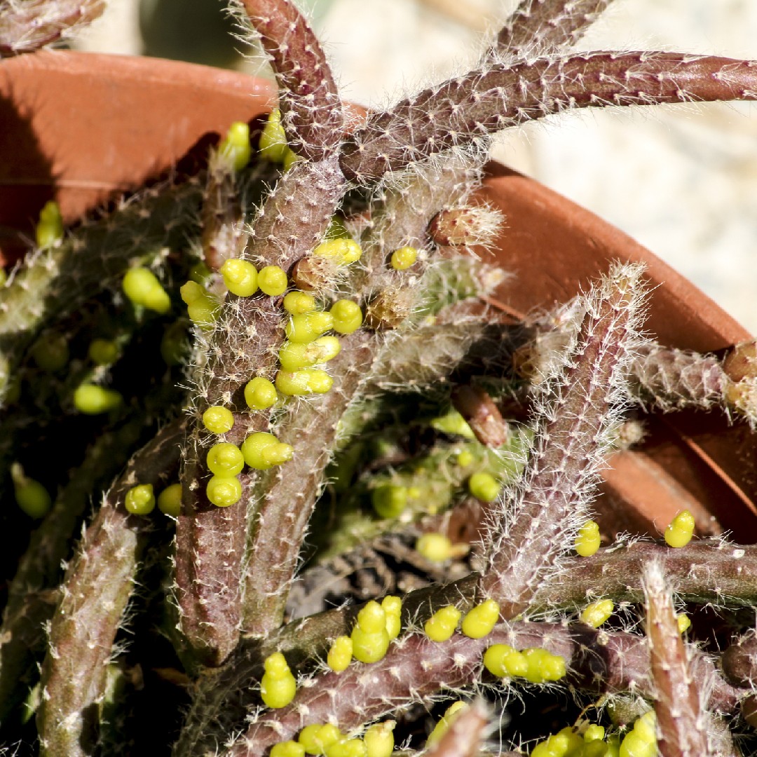 Rhipsalis Baccifera Subsp Horrida 花言葉 学名 よくある質問 Picturethis