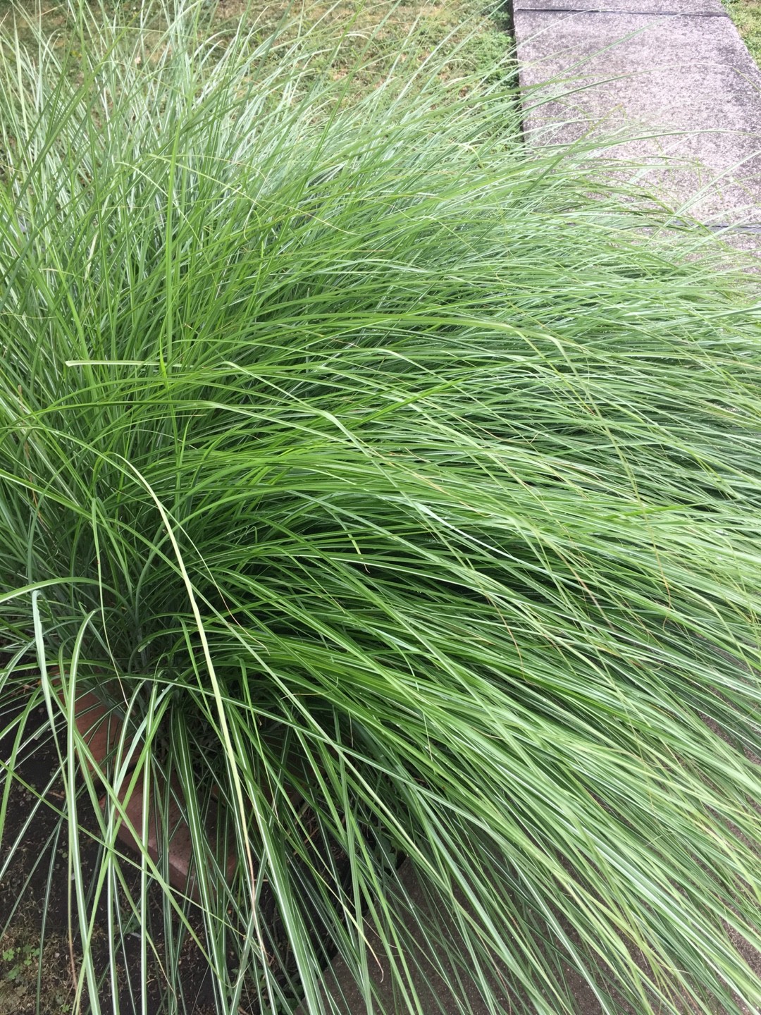 Eragrostis 花言葉 学名 よくある質問 Picturethis