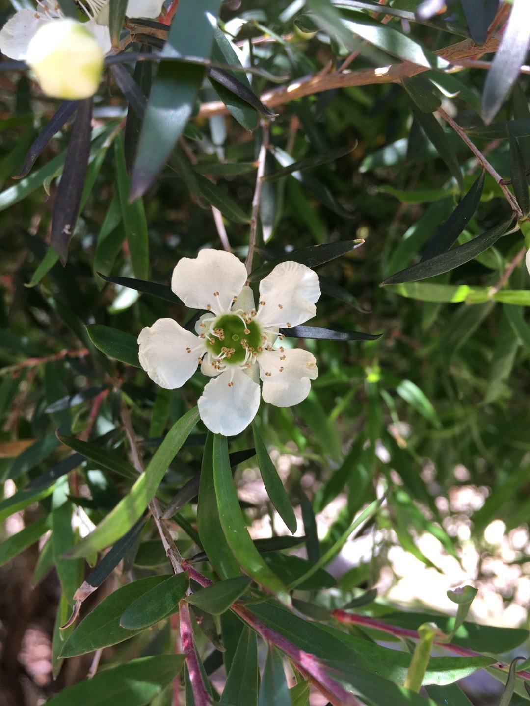 Leptospermum Polygalifolium 照顧 繁殖 開花時間 Picturethis