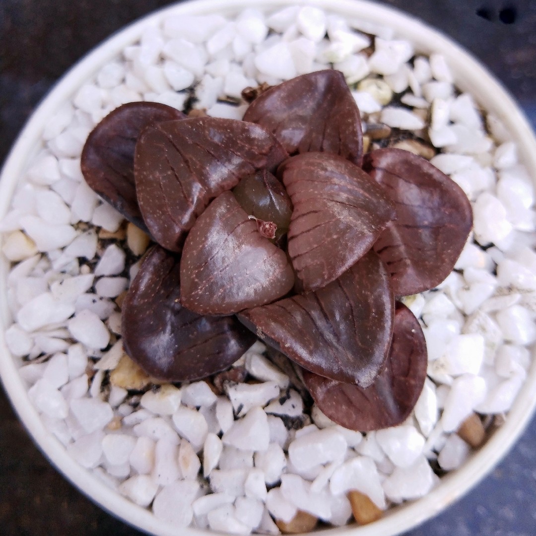 Haworthia springbokvlakensis уход (почву, удобрение, обрезка) - PictureThis