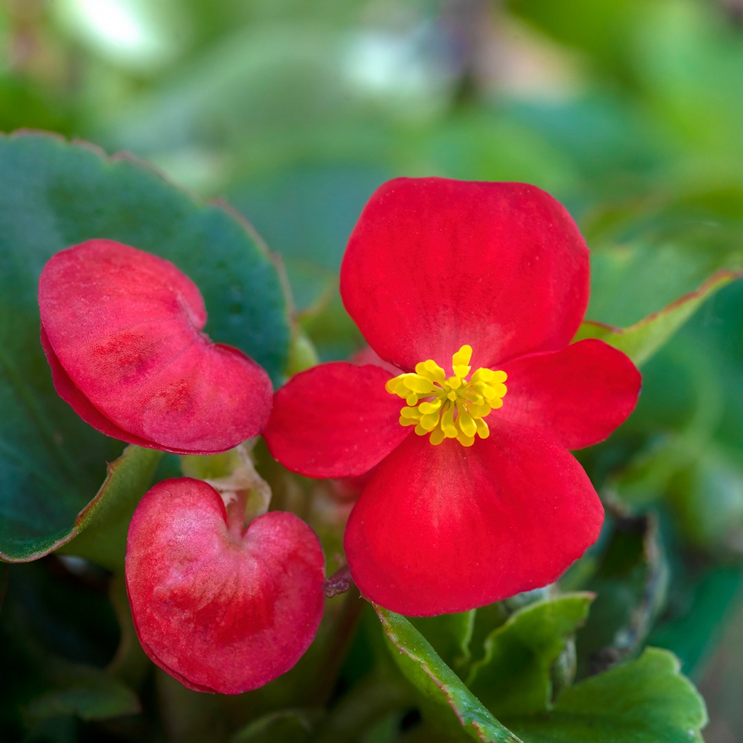 蜆肉海棠 Begonia Cucullata 照顧 繁殖 開花時間 Picturethis