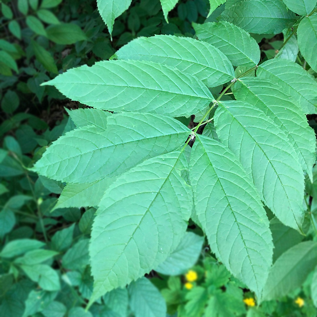 ニグラトネリコ Fraxinus Nigra 花言葉 学名 よくある質問 Picturethis