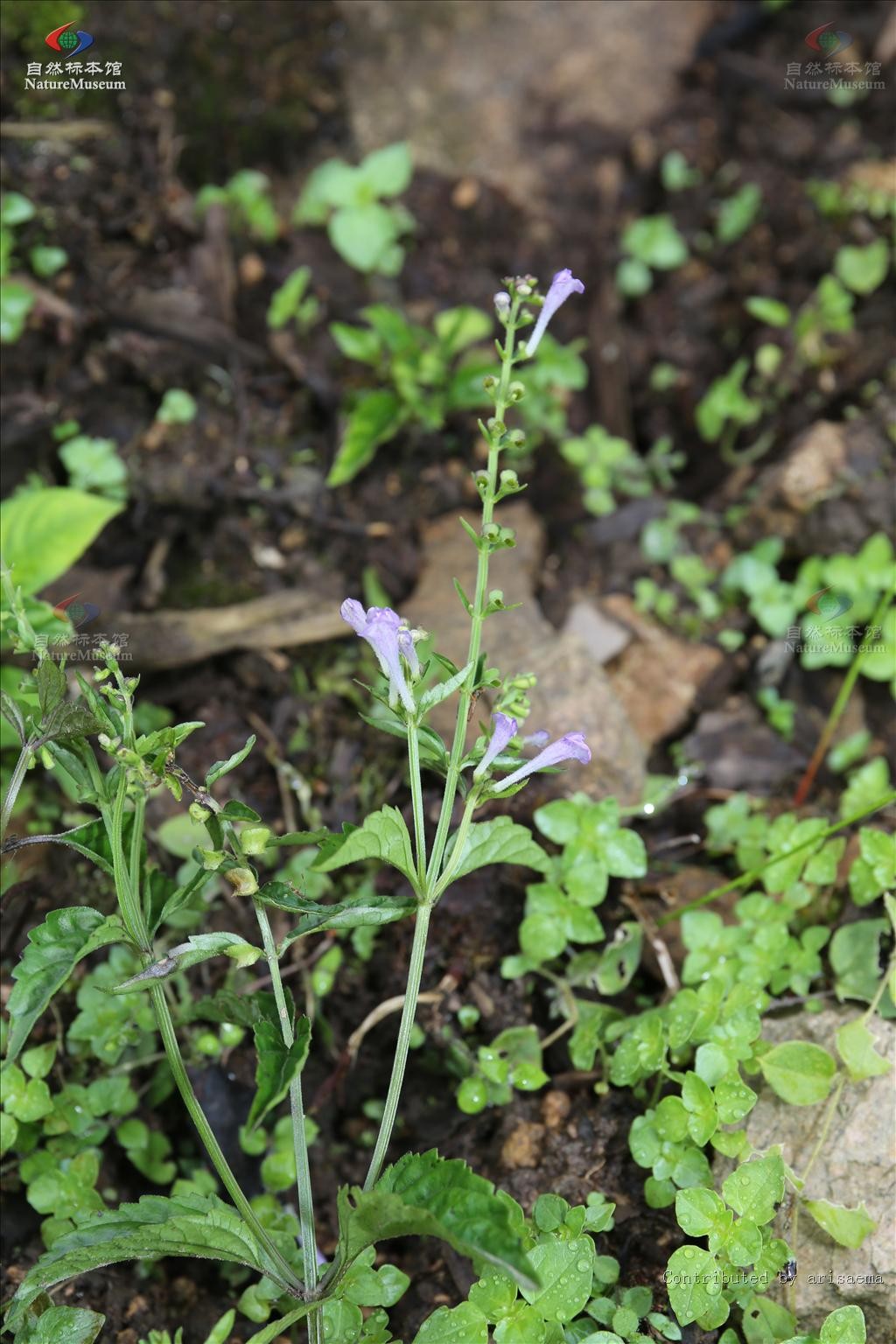 ヤマタツナミソウ 山立浪草 Scutellaria Pekinensis Var Transitra 花言葉 学名 よくある質問 Picturethis