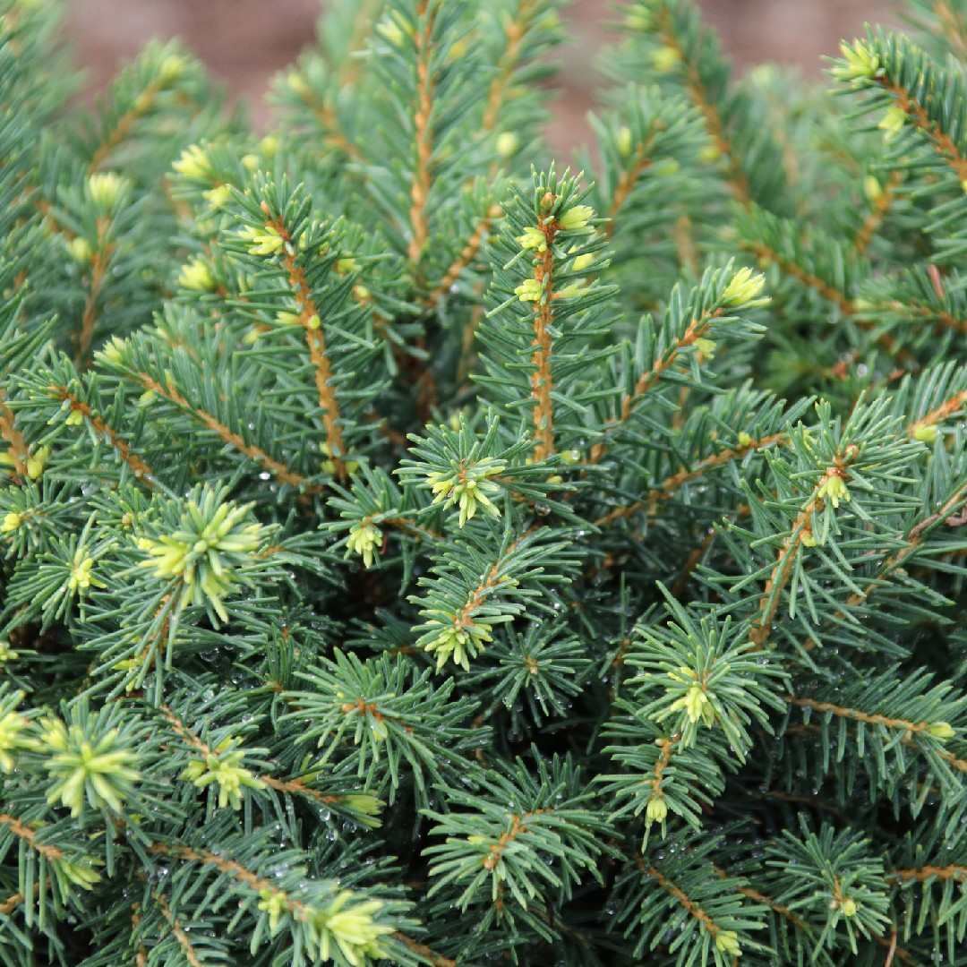 Picea Glauca日常養生 育て方 潅水 施肥 剪定 病気 Picturethis