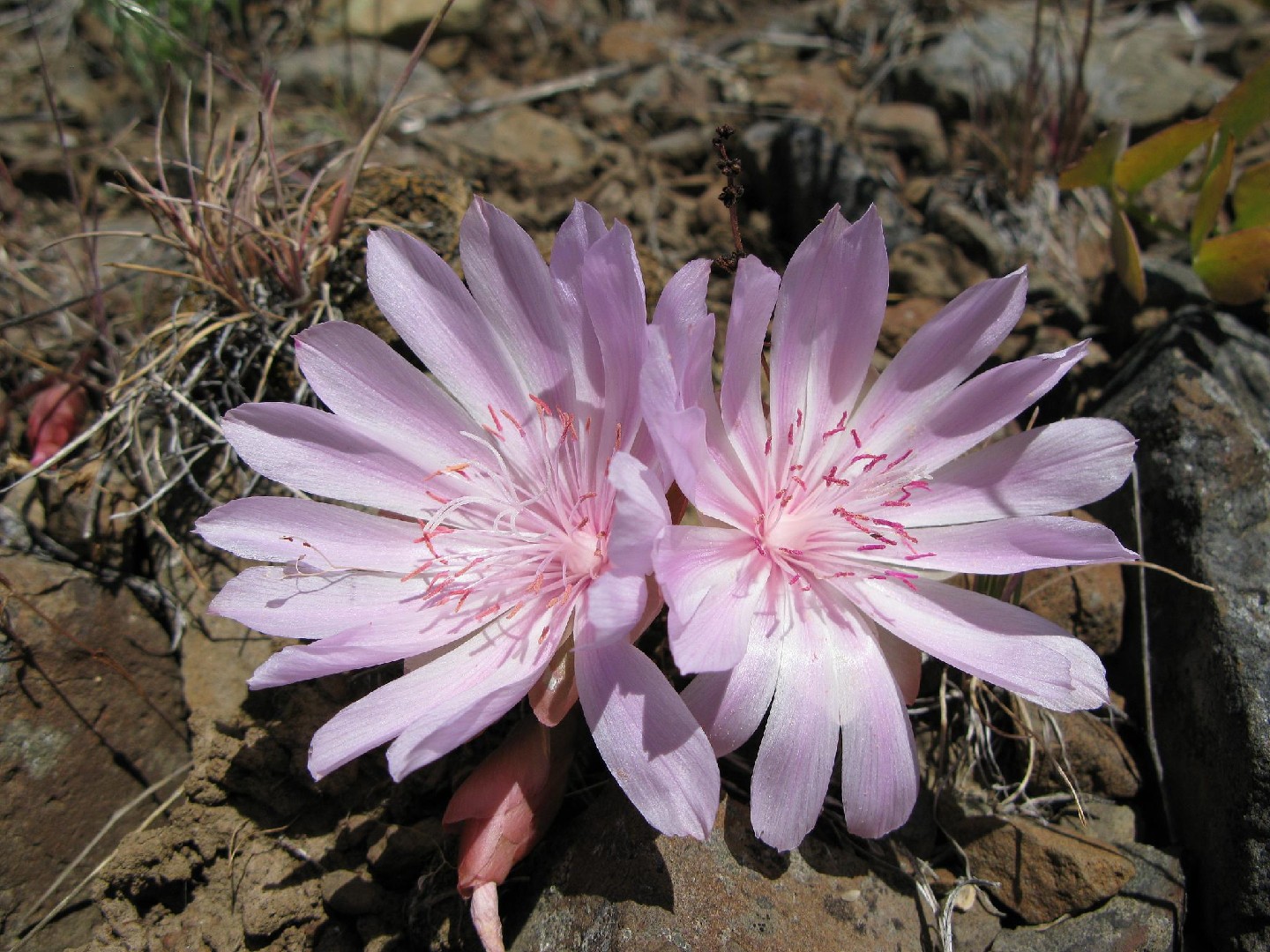 montana state flower bitterroot