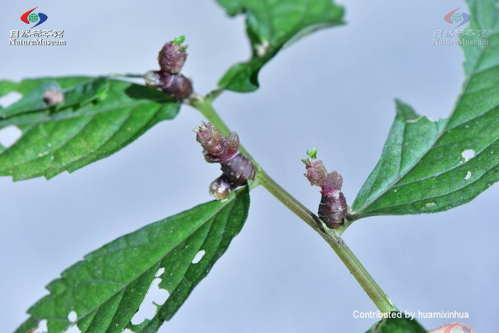 エラトステマの一種 Elatostema Luzon Philippines Quezon Sp イラクサ科 ウワバミソウ属 熱帯植物 最大59 オフ Sp