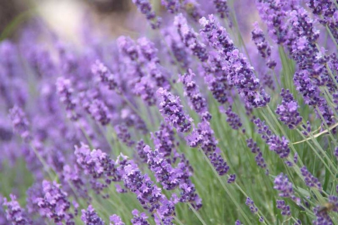 Lavandula Angustifolia 'Lavenite Petite' Flower, Leaf, Uses - PictureThis