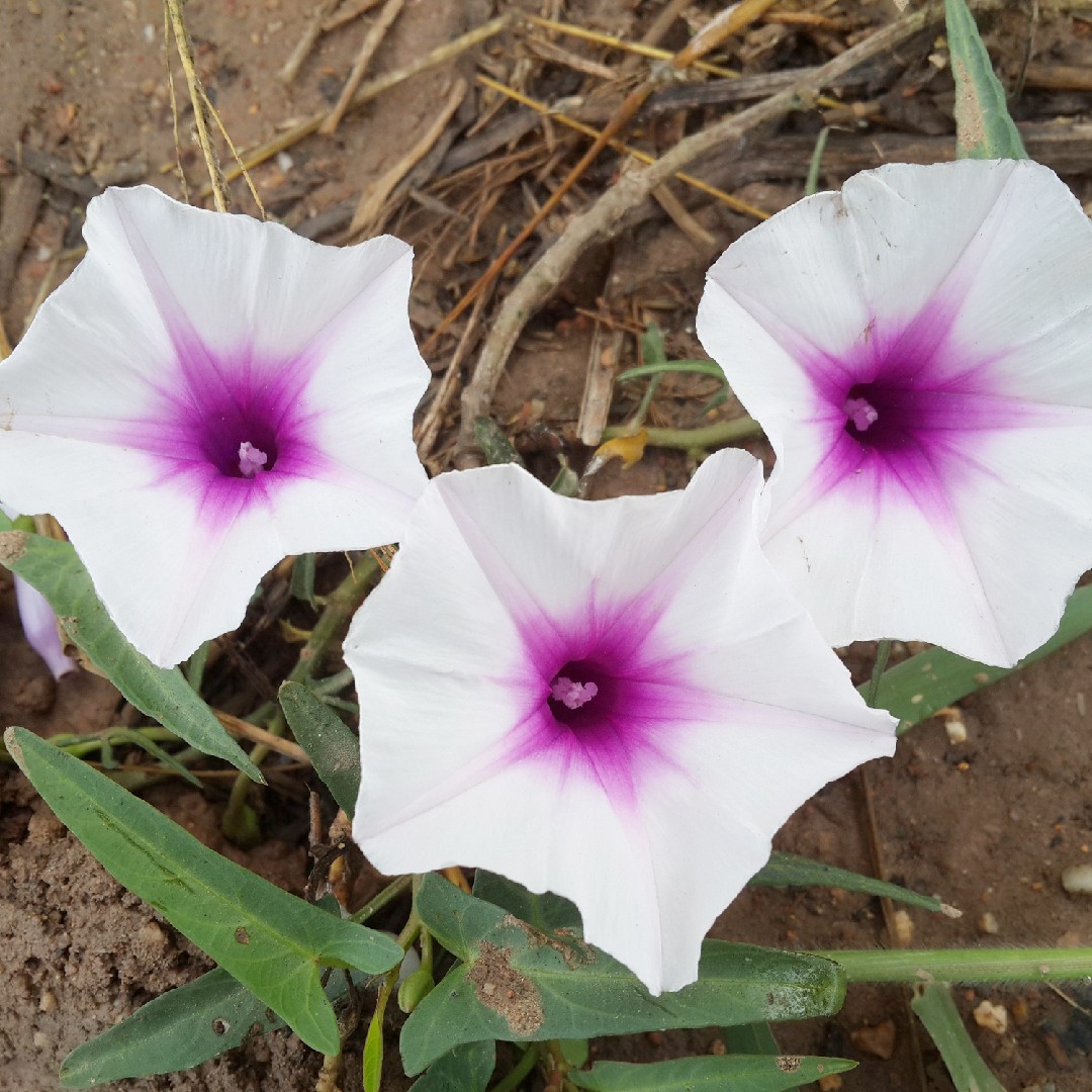 ヨウサイ 蕹菜 Ipomoea Aquatica 花言葉 学名 よくある質問 Picturethis