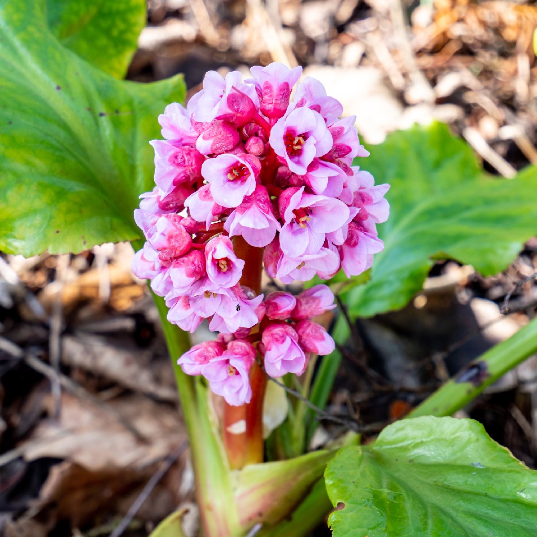 Bergenia Purpurascens 花言葉 学名 よくある質問 Picturethis