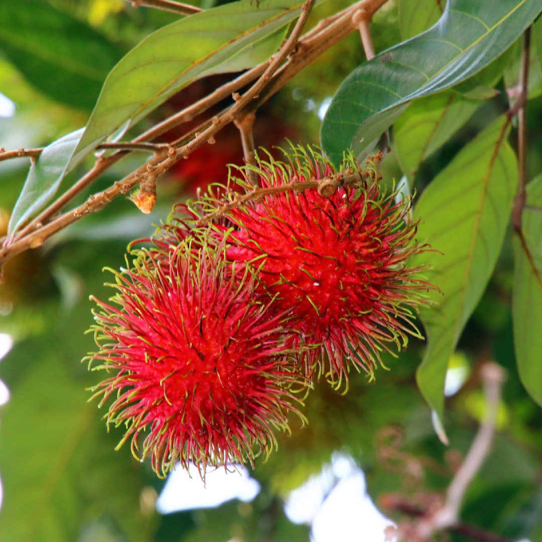 ランブータン Nephelium Lappaceum 花言葉 学名 よくある質問 Picturethis