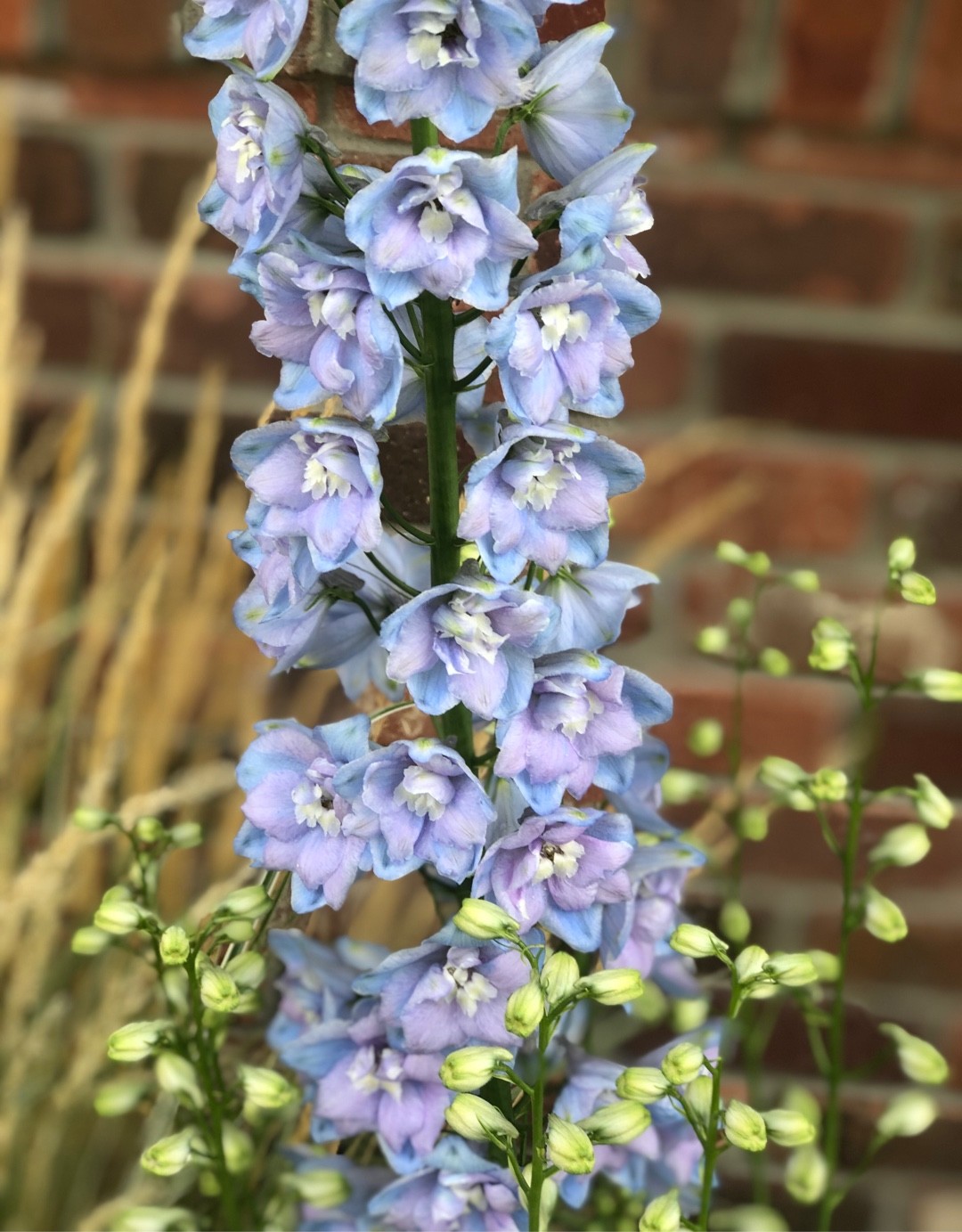 Delphinium Elatum Guardian Lavender Picturethis 5214