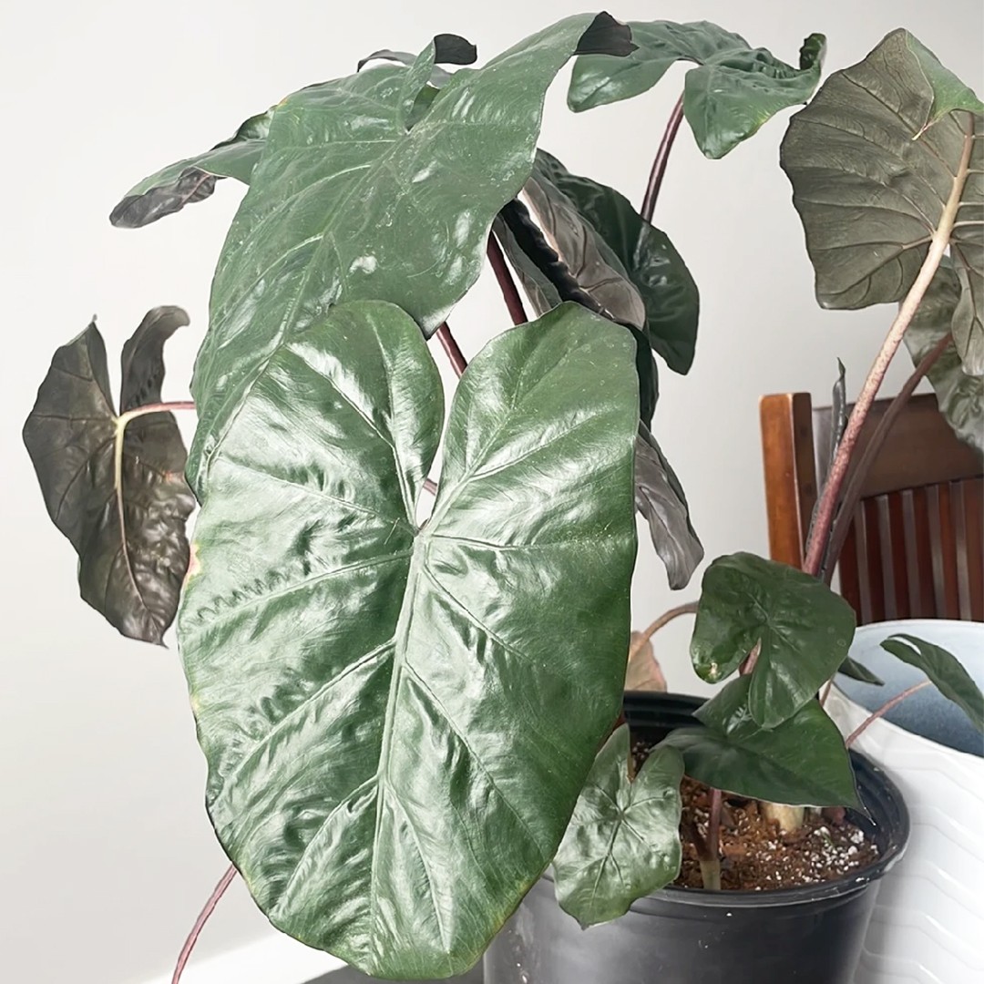 🍀 Alocasia sarawakensis 'Yucatan Princess'の育て方と世話の仕方