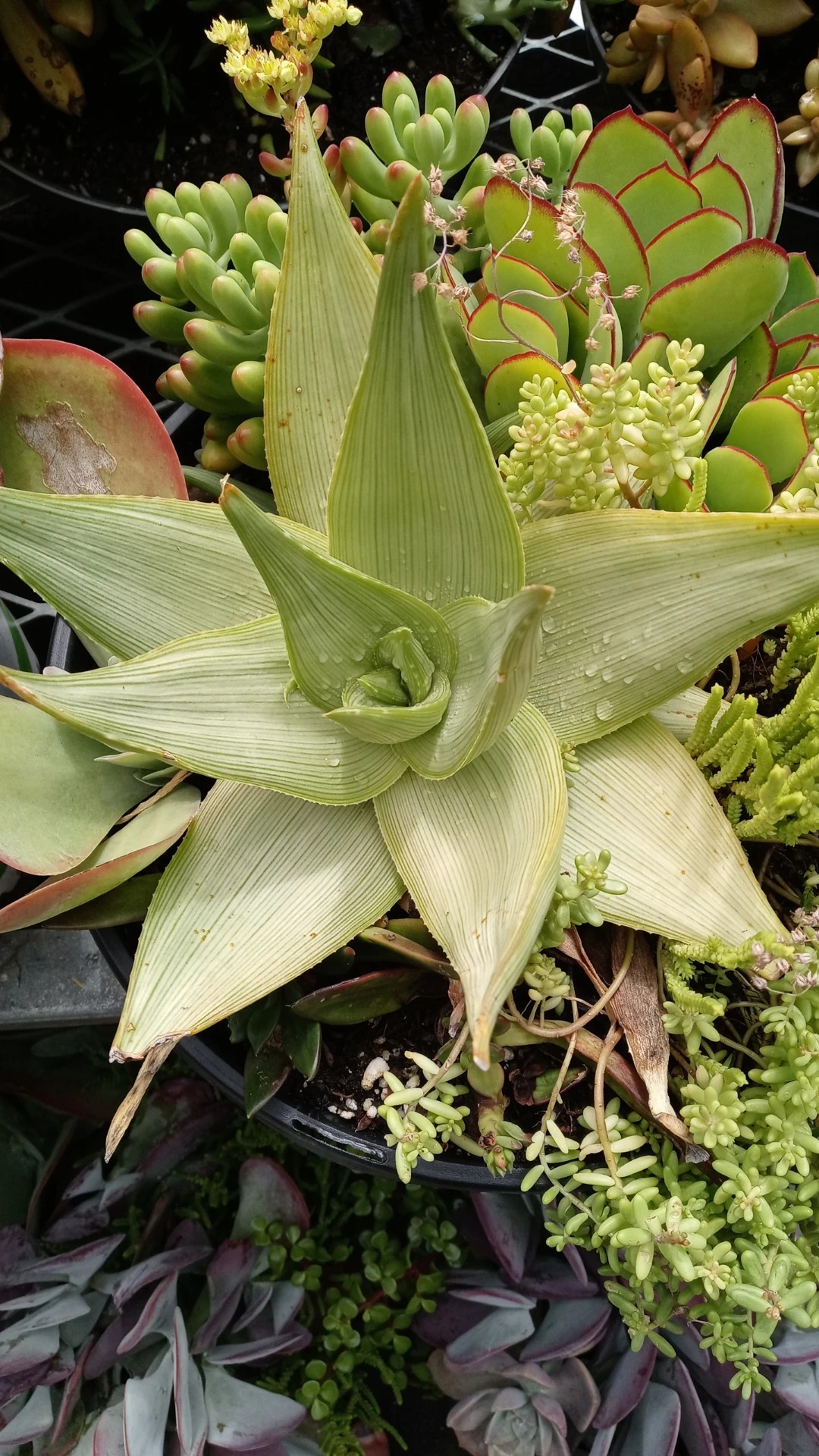 アロエ 慈光錦の判定方法 (Aloe striata)