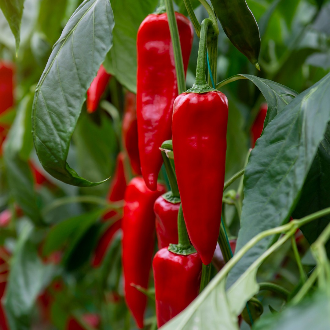 Pepper Care (Watering, Fertilize, Pruning, Propagation) - PictureThis