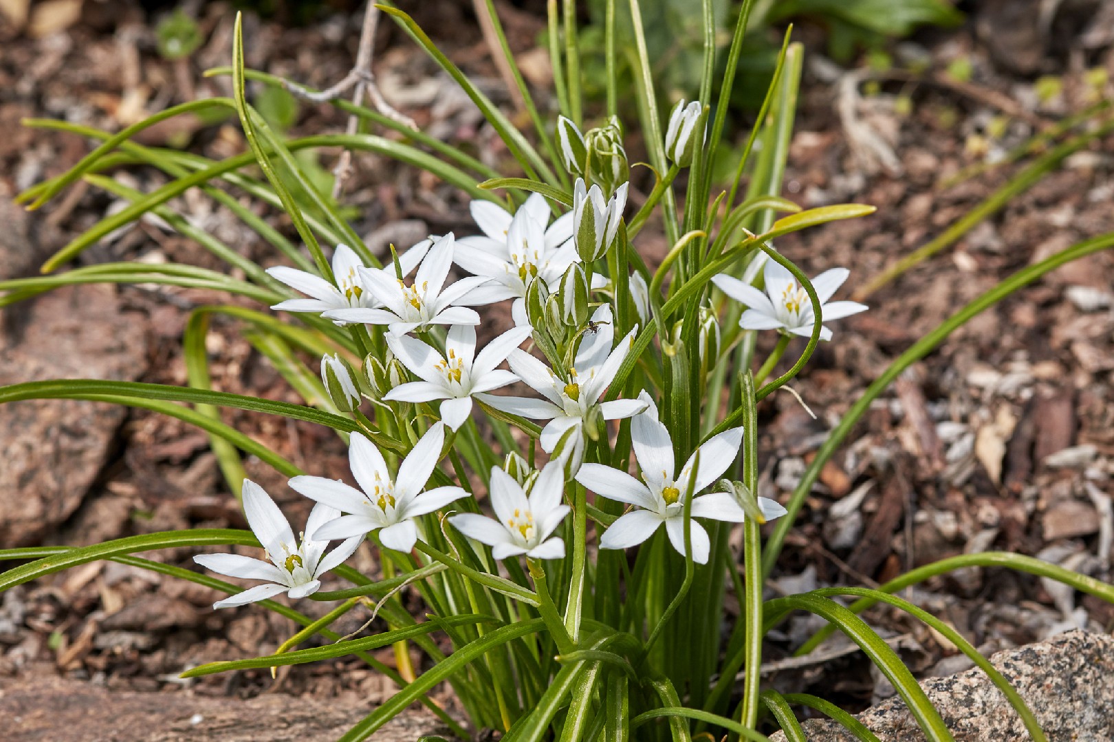 Are White Bells Edible? - Wild Walks Southwest