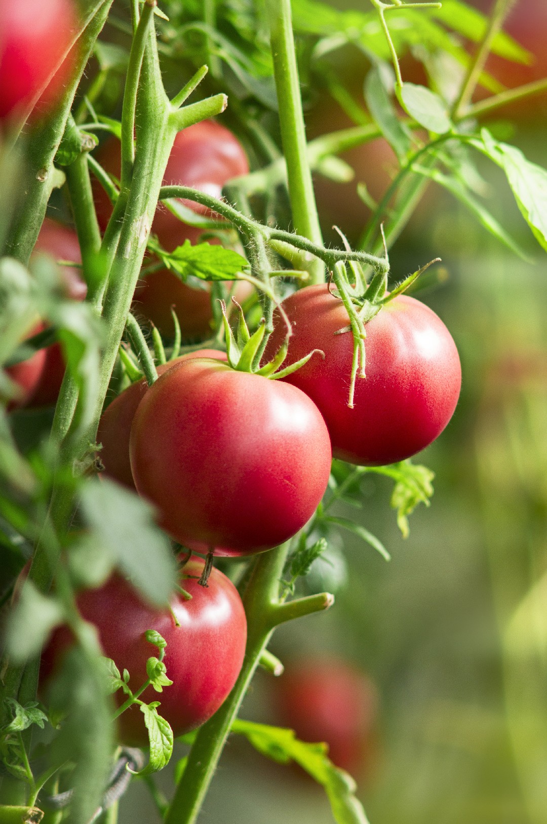 19 распространенных ошибок при выращивании помидоров