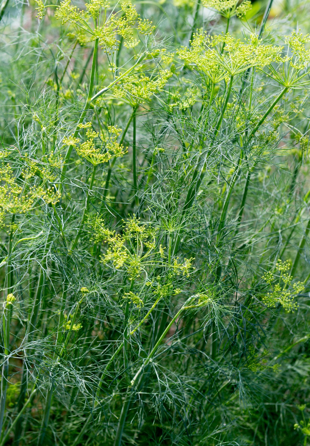 Фенхель обыкновенный (Foeniculum vulgare) - PictureThis