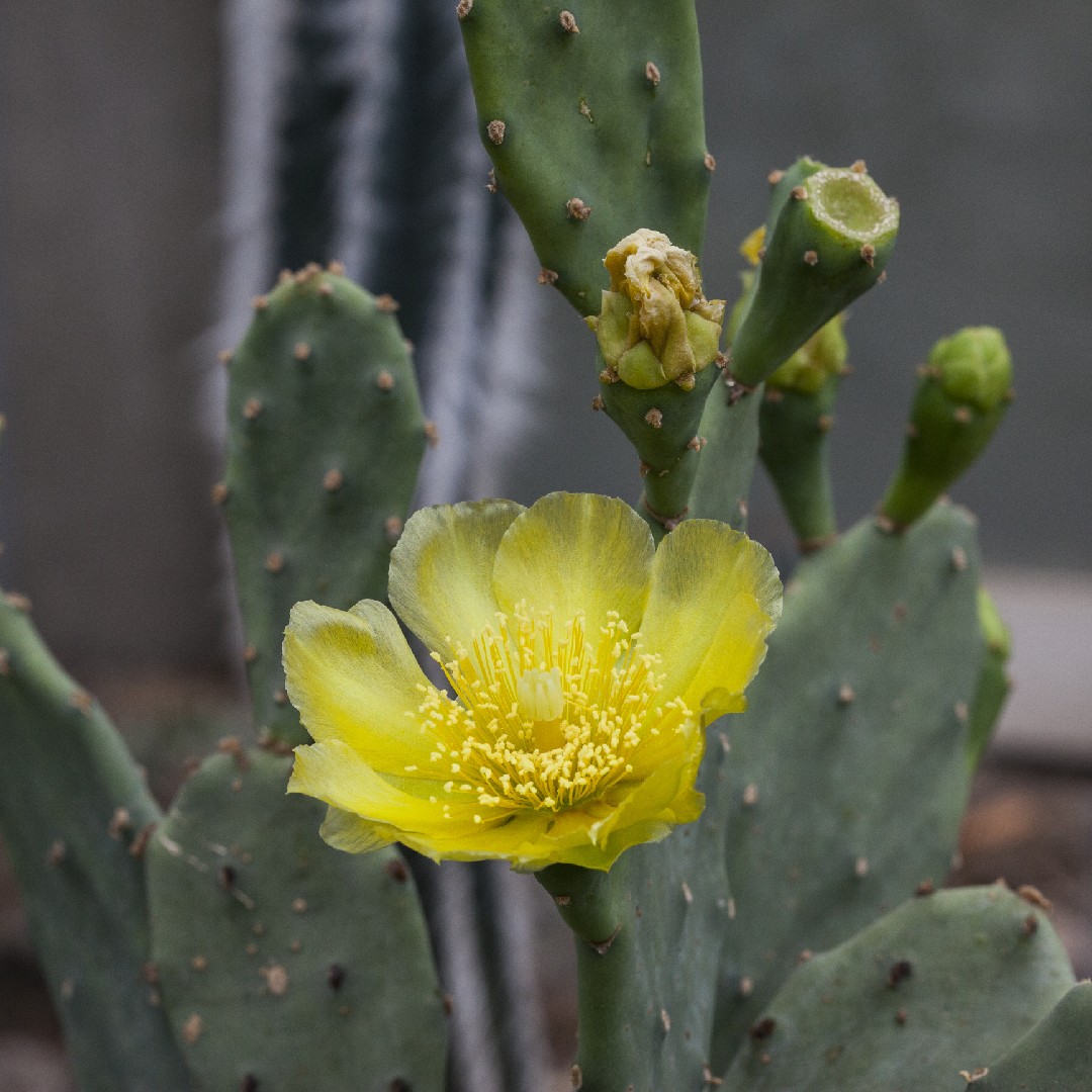 Opuntia Ficus Indica 花言葉 学名 よくある質問 Picturethis