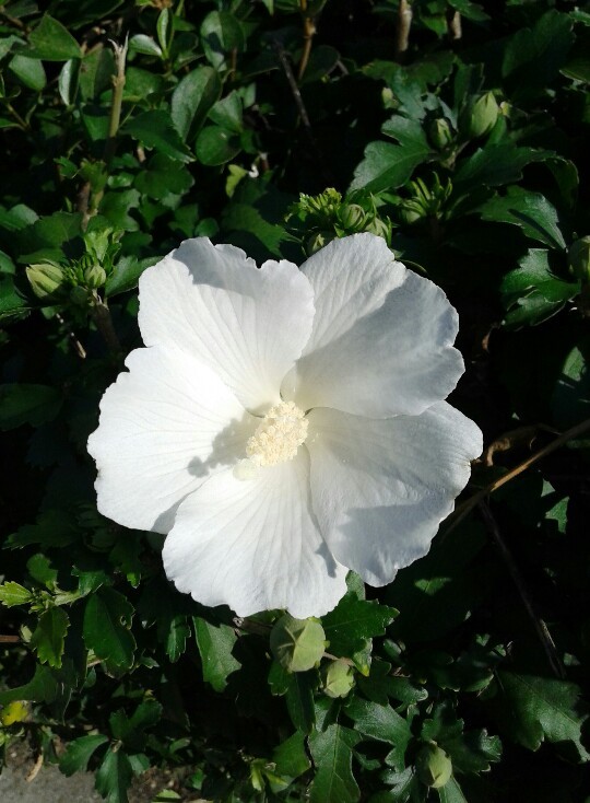 Hibiscus Syriacus William R Smith Picturethis