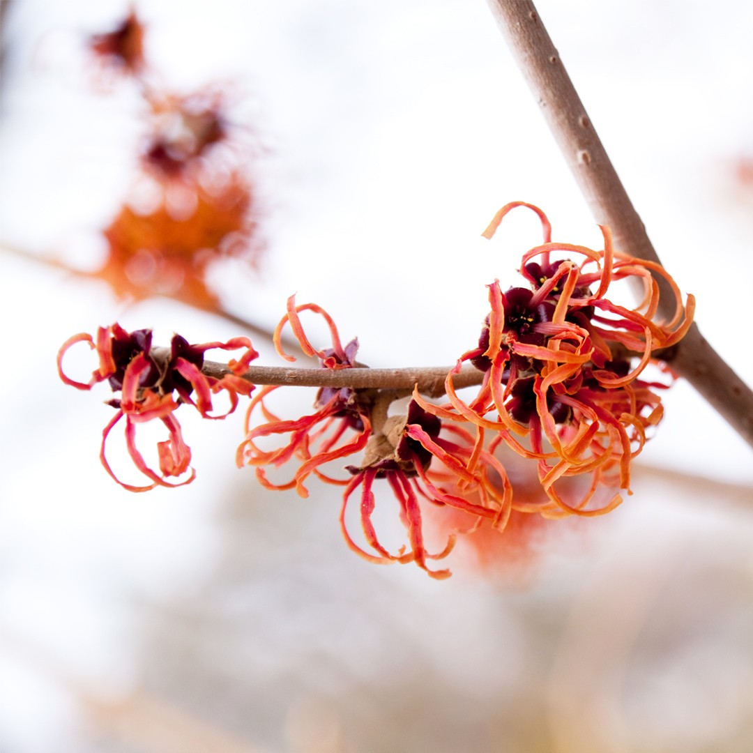 Hamamelis × intermedia - PictureThis