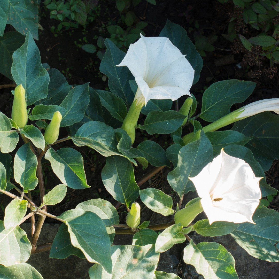 ケチョウセンアサガオ Datura Innoxia 花言葉 毒性 よくある質問 Picturethis