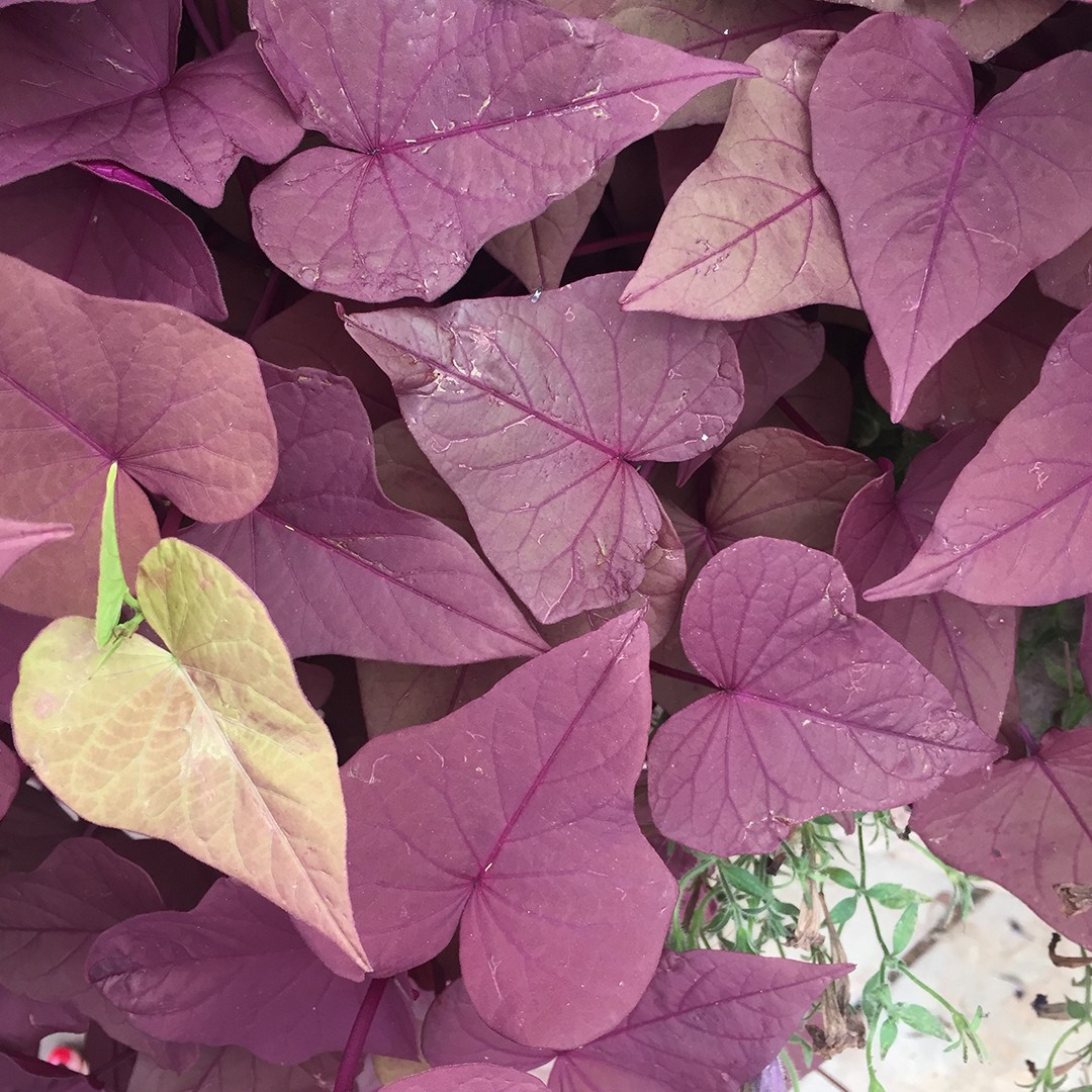 where-to-place-sweet-potato-vine-ace-of-spades-in-feng-shui