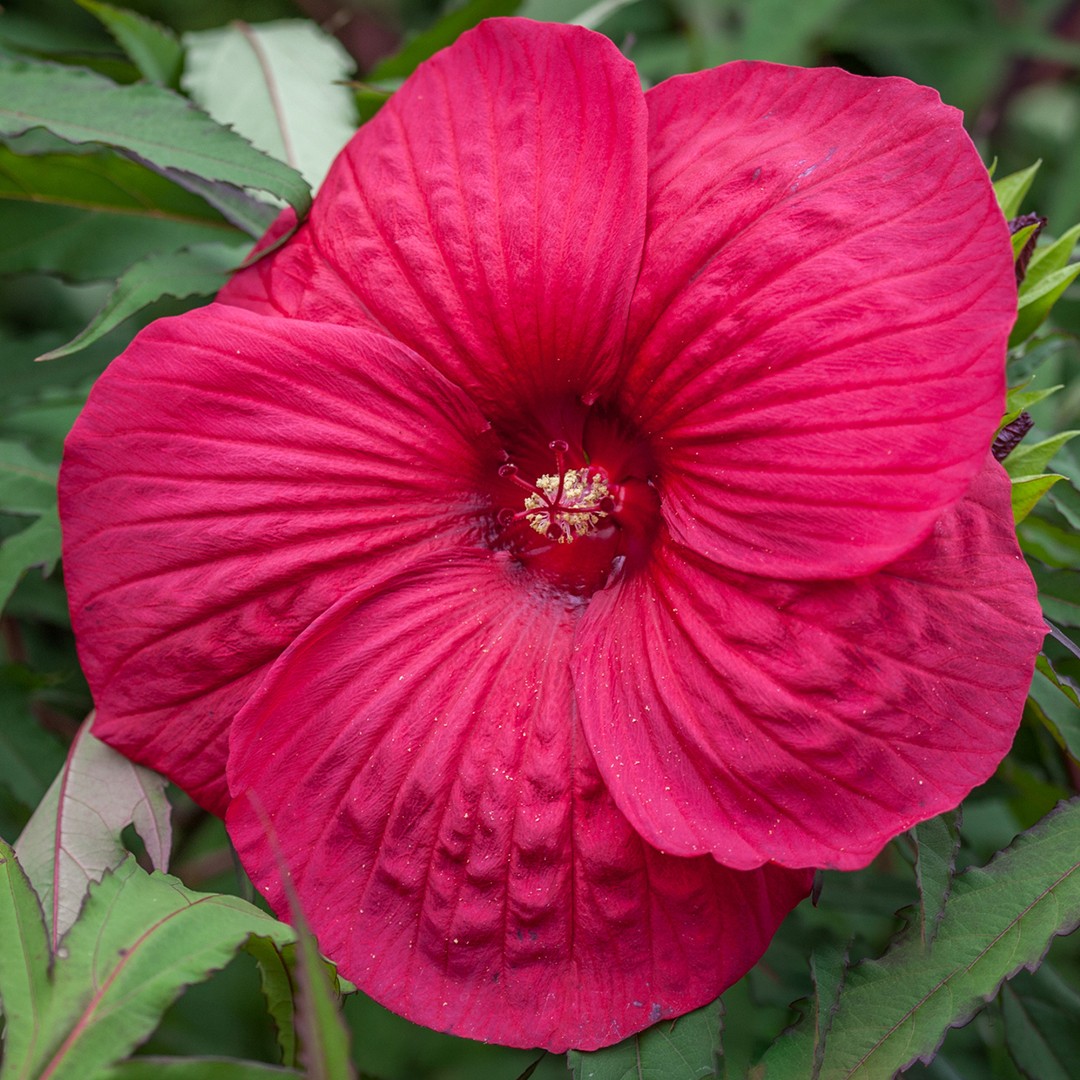 What techniques and tips should I use when pruning my Swamp rose mallow ...