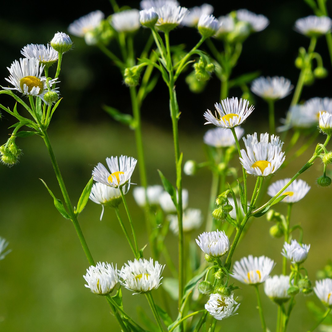 Erigeron indet. - PictureThis