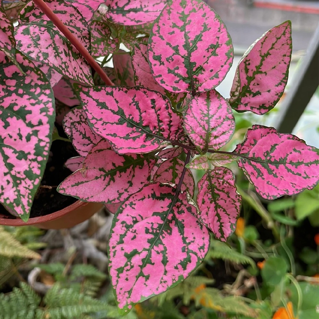 Hypoestes phyllostachya Hippo™ Rose - PictureThis