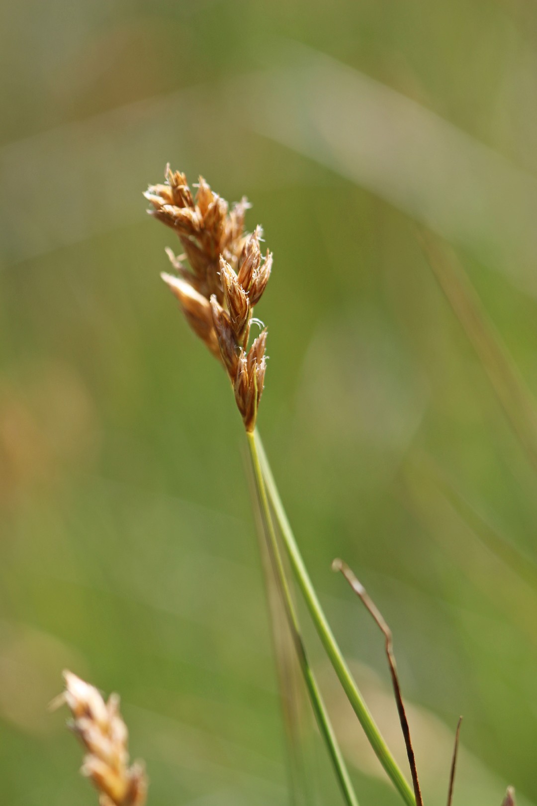 carex praegracilis