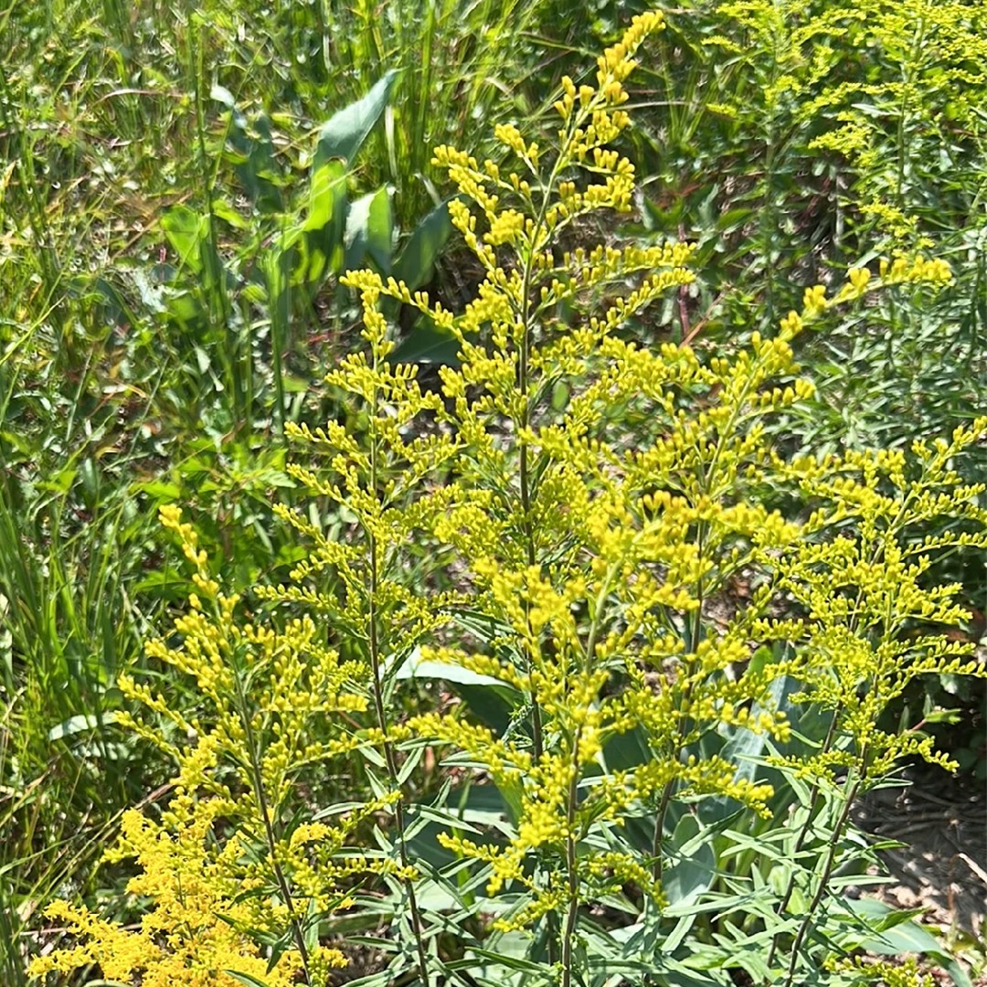 Anisescented goldenrod (Solidago odora) Flower, Leaf, Care, Uses ...