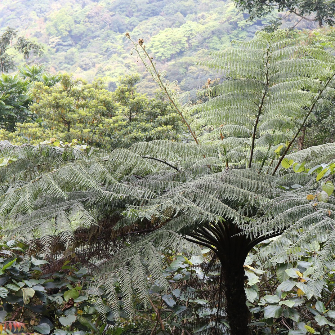 ヘゴ (Alsophila spinulosa) 花言葉，毒性，よくある質問 - PictureThis