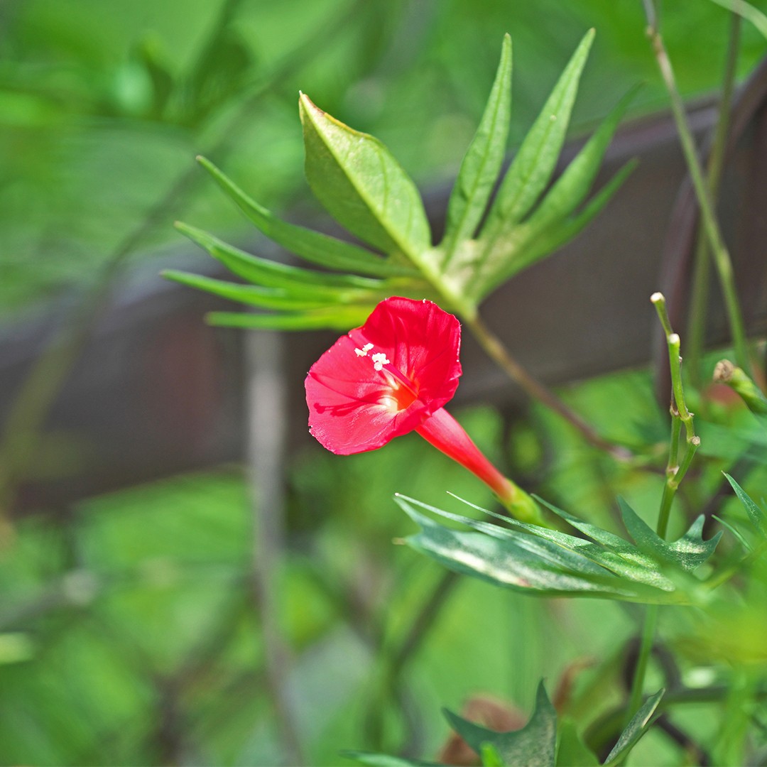 Ipomoea multifida уход (почву, удобрение, обрезка) - PictureThis