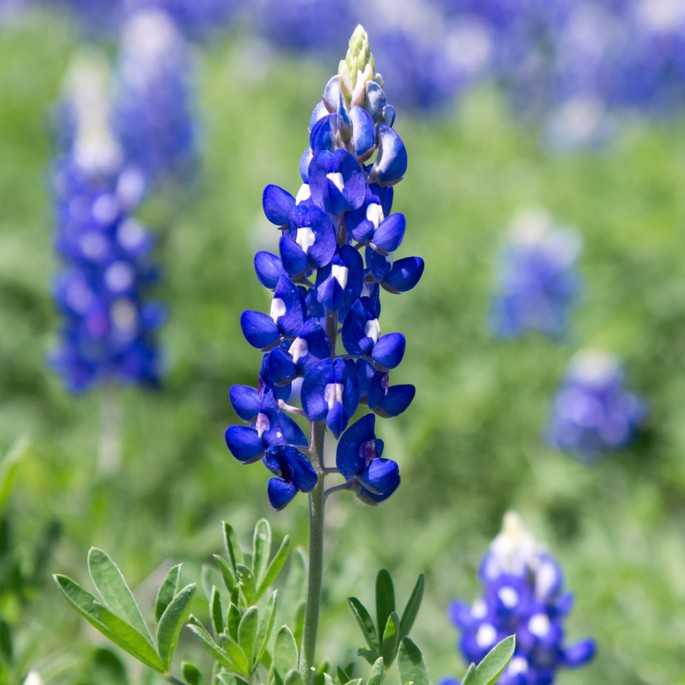 ブルーボネット Lupinus Texensis 花言葉 毒性 よくある質問 Picturethis