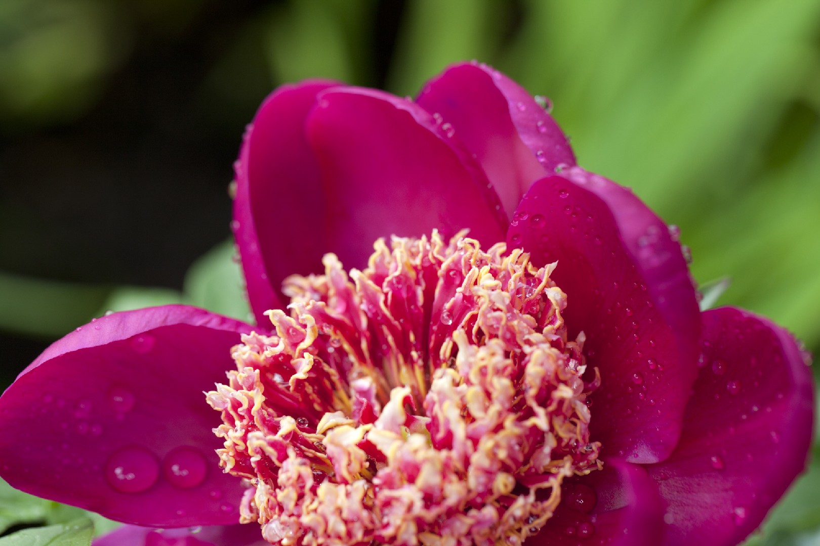 Paeonia Lactiflora 'Sword Dance' - PictureThis