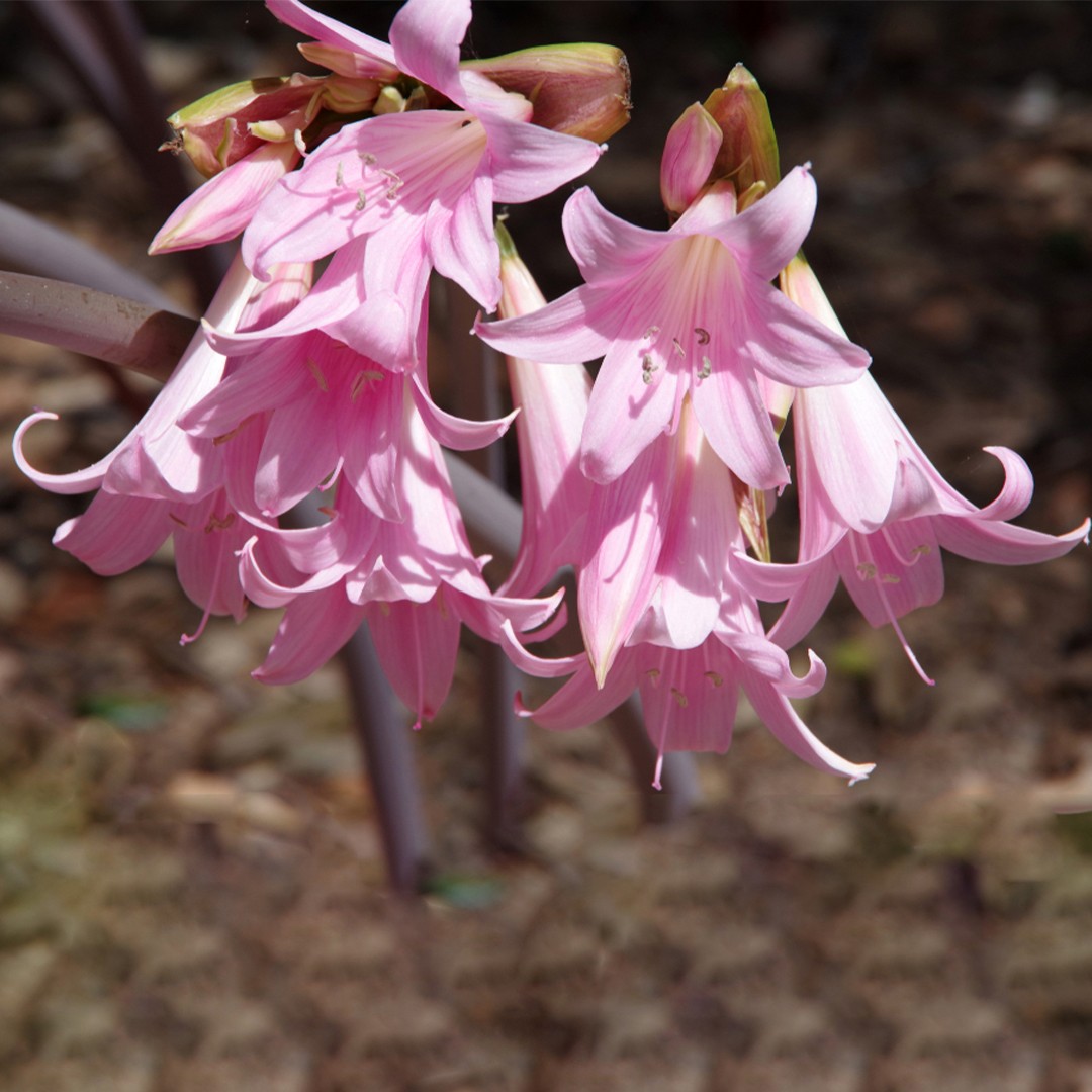 How Do You Store Belladonna Lily Bulbs PictureThis