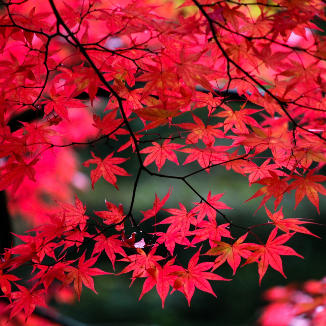 japanese maple leaf tree