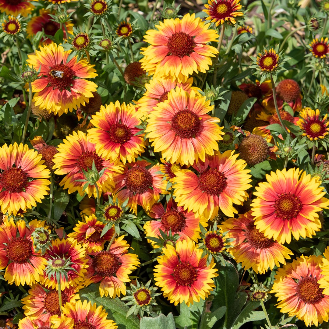 Blanket flower (Gaillardia × grandiflora) Flower, Leaf, Care, Uses ...