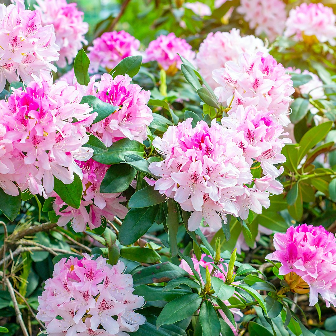 Rhododendron hybrid уход (почву, удобрение, обрезка) - PictureThis