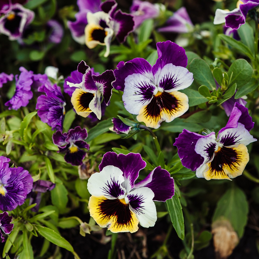 Pansy Swiss Giants Mix Seeds for Planting: Grow a Colorful Paradise –  Gardeners Basics