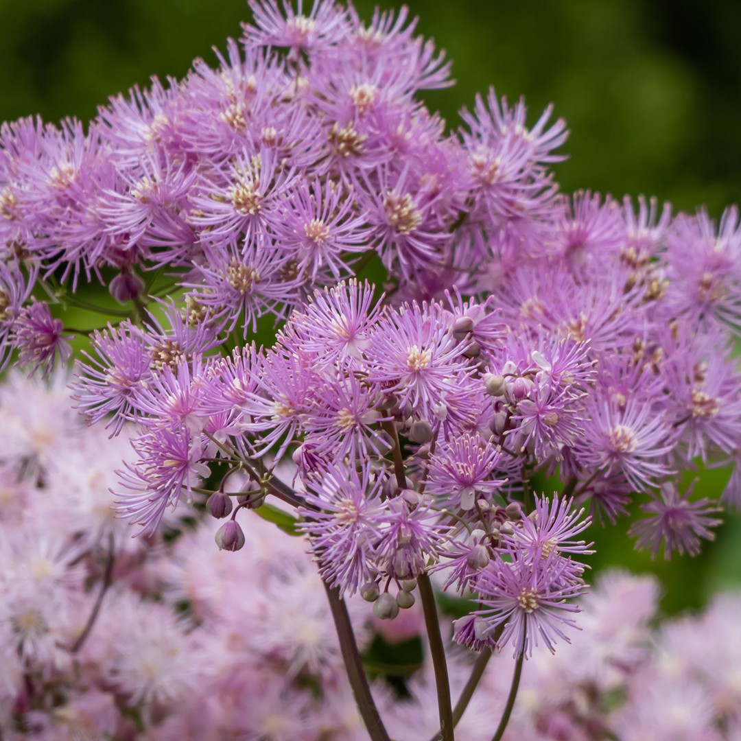 Цветок василистник. Василистник водосборолистный. Василистник aquilegifolium. Thalictrum aquilegifolium. Василистник водосборолистный Тандерклауд.