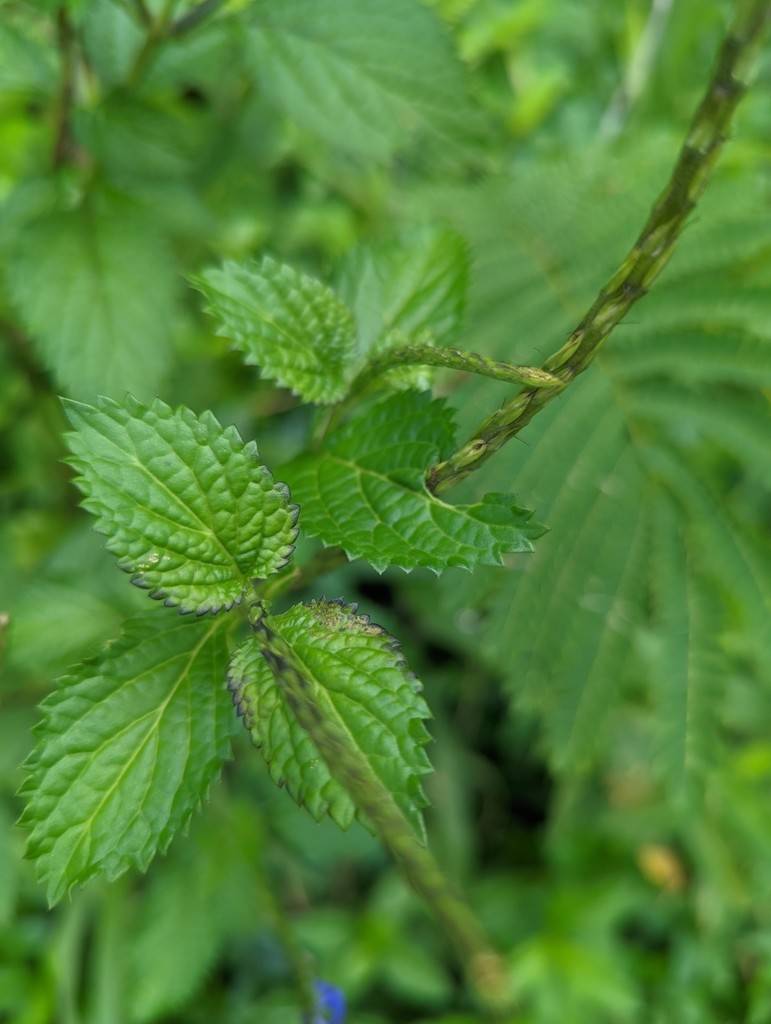 Verveine queue de rat, infusé ou décocté ?