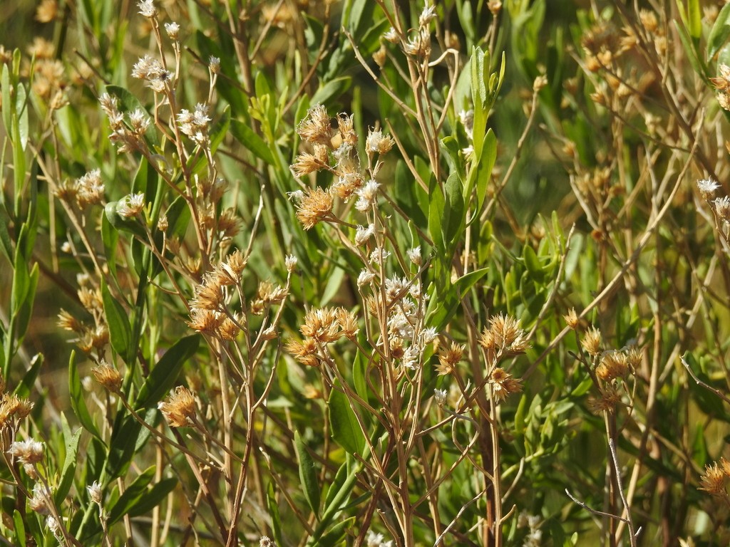 Baccharis Salicina - PictureThis