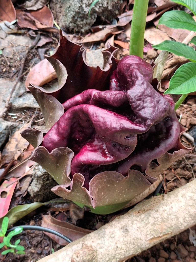 Amorphophallus paeoniifolius - PictureThis